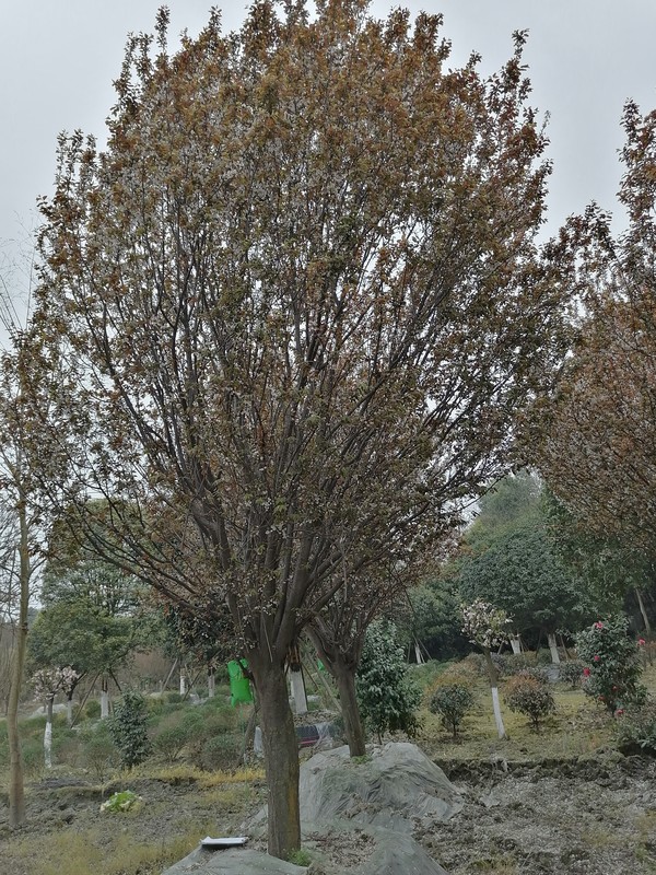 红叶李的特点是什么？