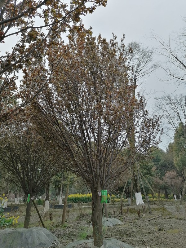 红叶李的寓意是什么？有哪些象征意义？