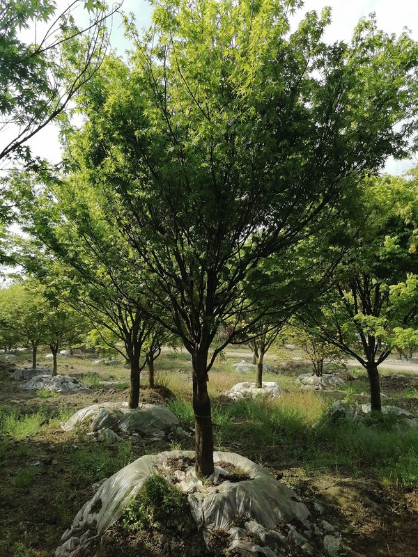 鸡爪槭的养殖方法和注意事项有哪些？