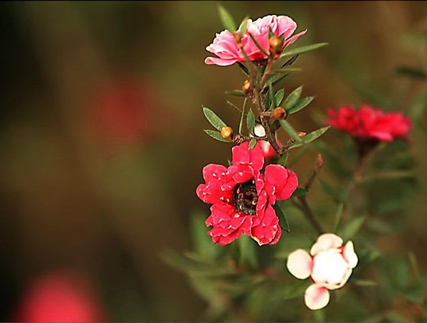 红梅的扦插在什么时间最好？
