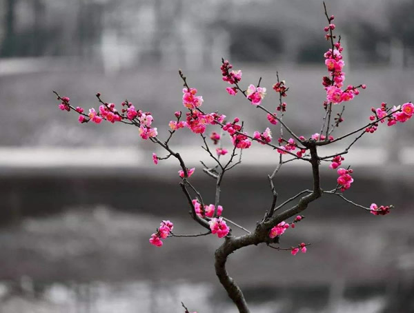 红梅的特点有哪些？