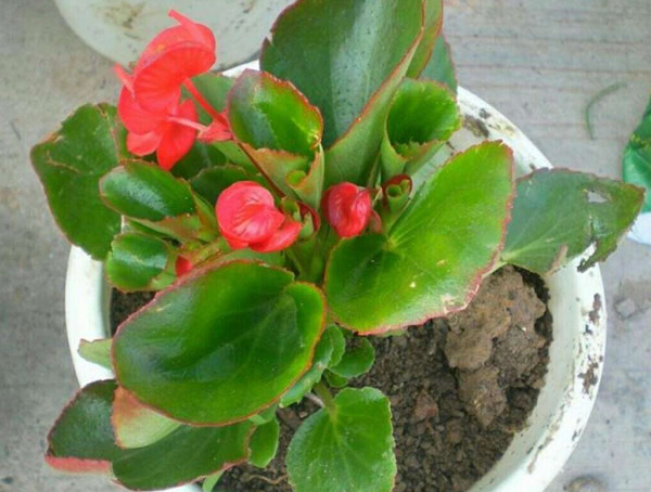 海棠的扦插时间和方法有哪些？