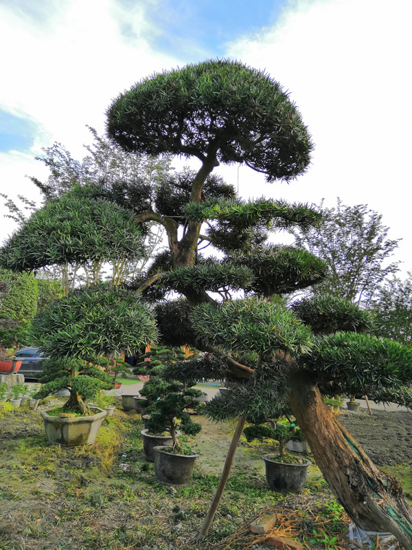 罗汉松的最新价格是多少？