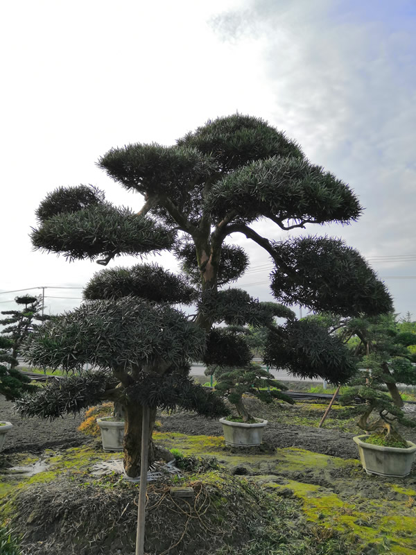 罗汉松的寓意象征有哪些？