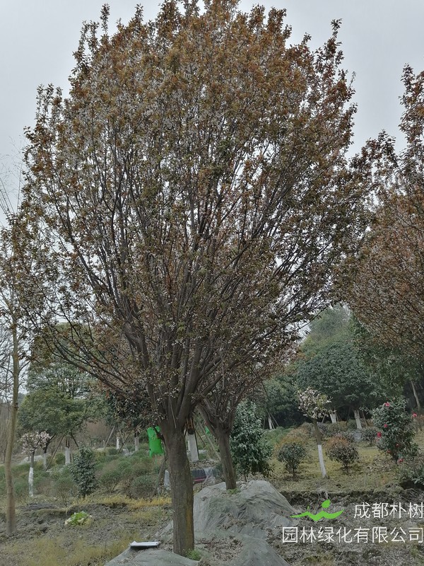 红叶李的特点是什么？