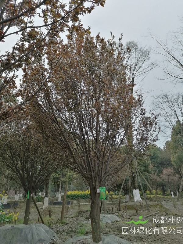 红叶李的寓意是什么？有哪些象征意义？