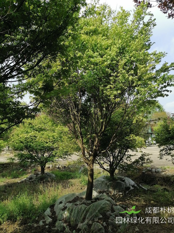 鸡爪槭读音是什么?鸡爪槭的槭怎么读?