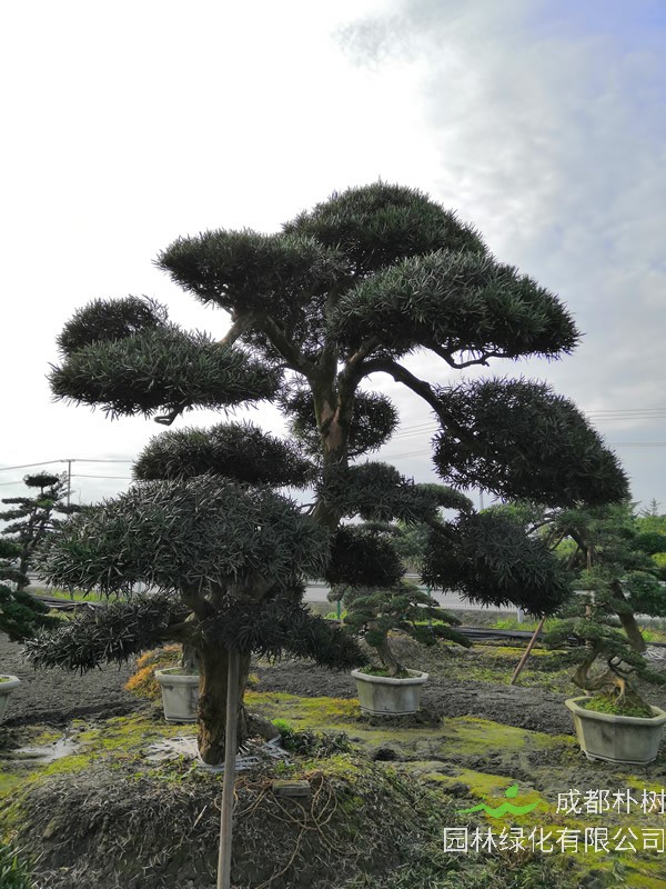 罗汉松的寓意象征有哪些？