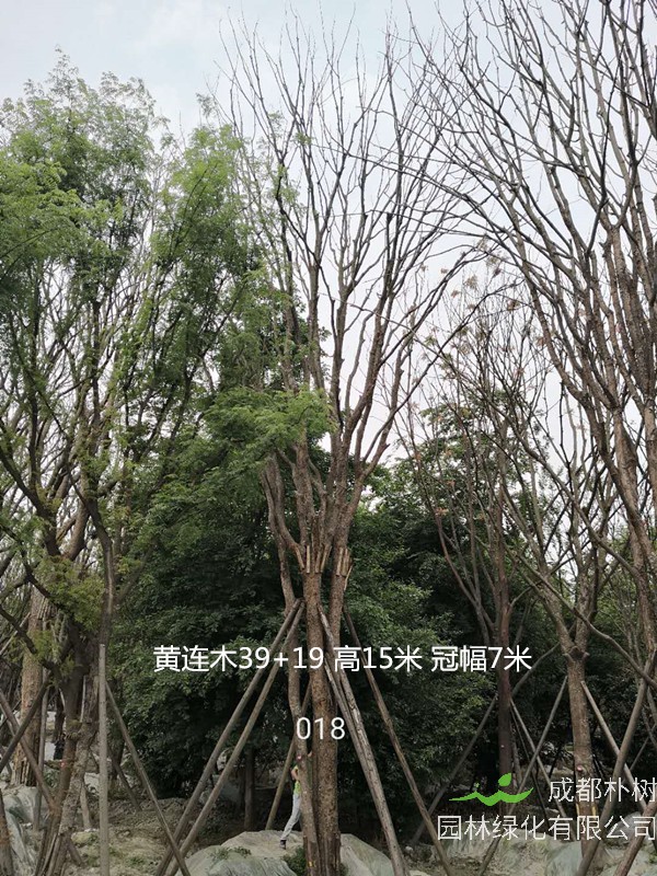 黄连木的入药部位有哪些？