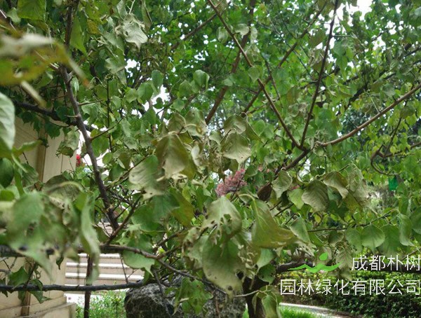 红梅的叶子是什么样子的？