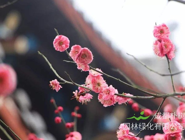 红梅的生长条件哪些？