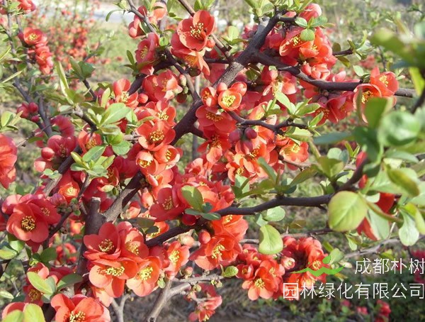 海棠花的寓意和象征有哪些？