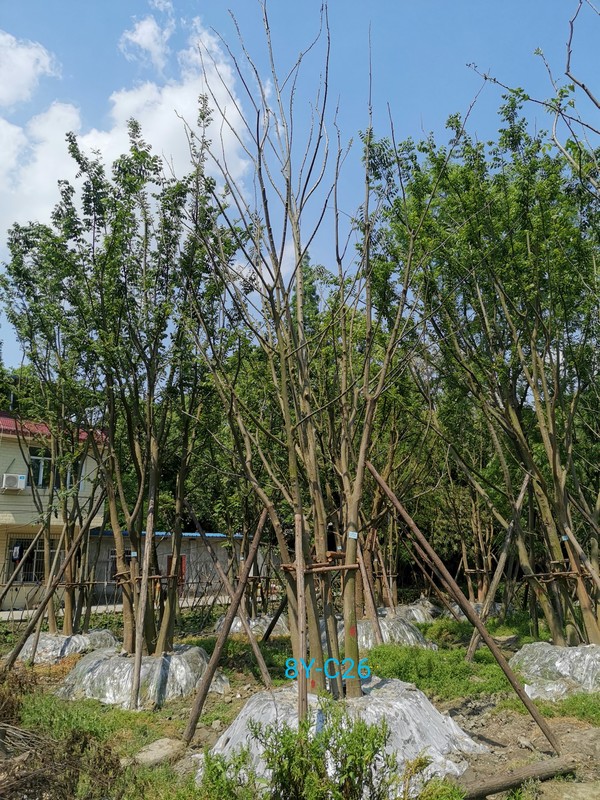 朴树的作用与功效有哪些？