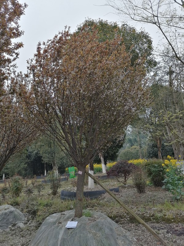 红叶李的养护与管理有哪些注意事项？