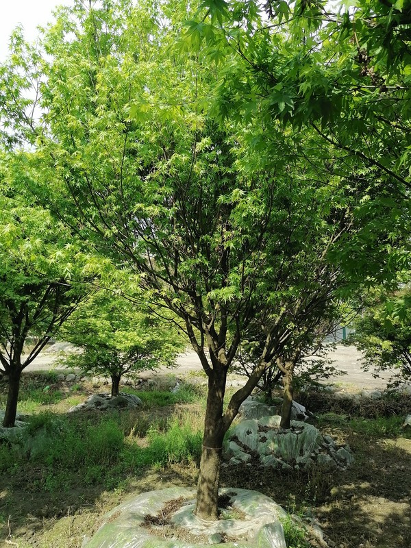 鸡爪槭的气味是怎样的？