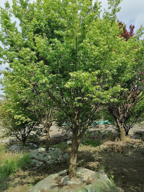 鸡爪槭的特点有哪些？