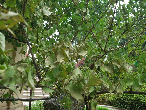 红梅的叶子是什么样子的？