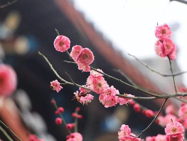 红梅的生长条件哪些？