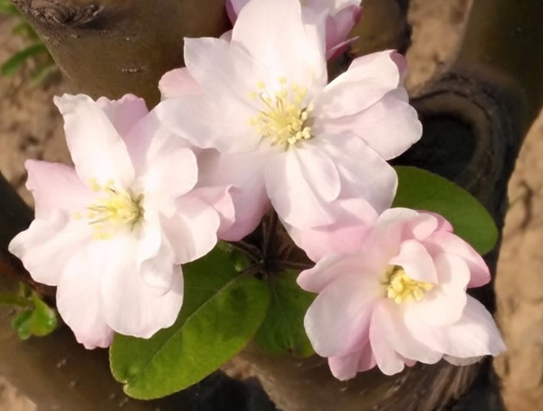 最新海棠的品种及图片大全欣赏