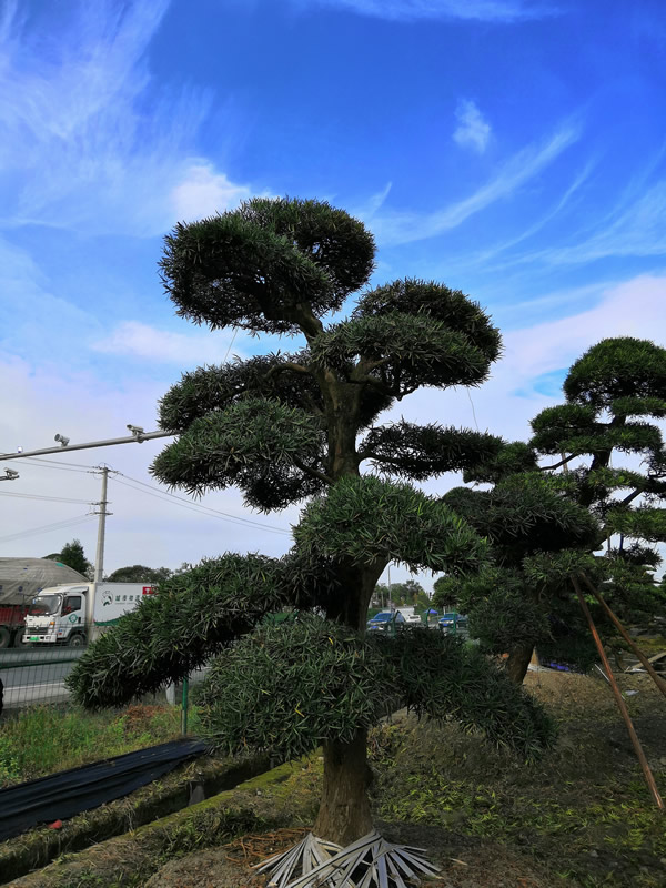 罗汉松的生长速度快吗？一年能够长几公分？