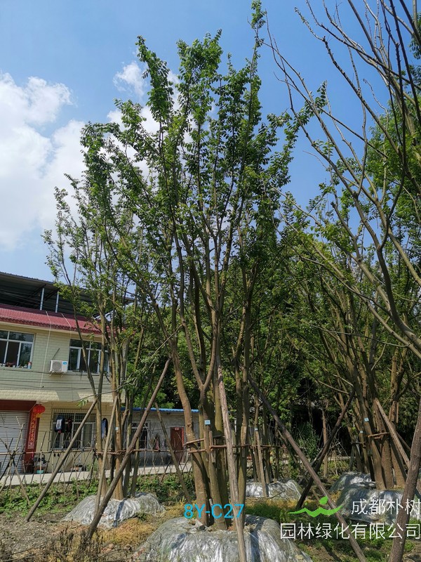 朴树盆景养护制作全过程以及盆景图片大全欣赏