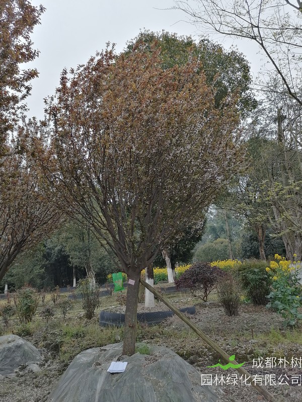 红叶李的养护与管理有哪些注意事项？