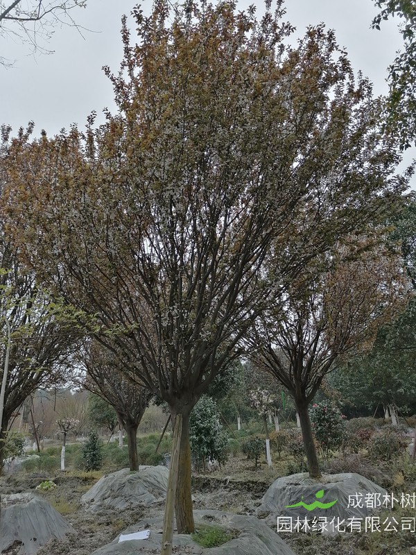 红叶李的育苗方法有哪些？