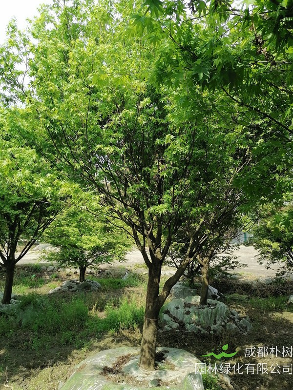 鸡爪槭的气味是怎样的？