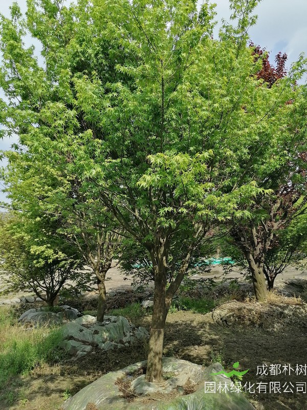 鸡爪槭的特点有哪些？