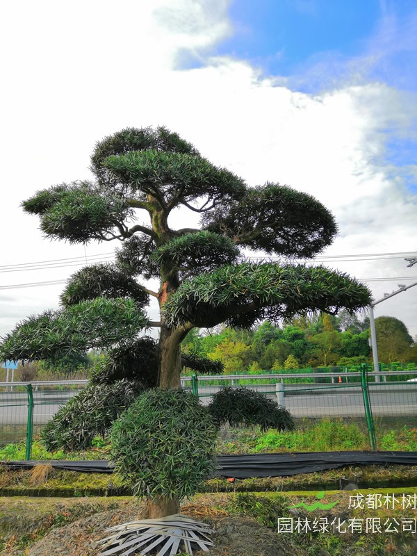 罗汉松的生长环境和特点分别是什么？