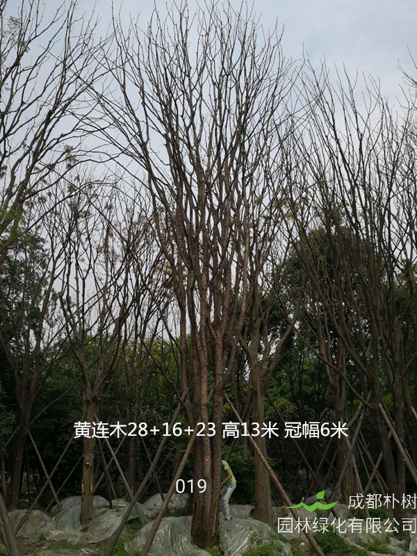 黄连木容易成活吗？