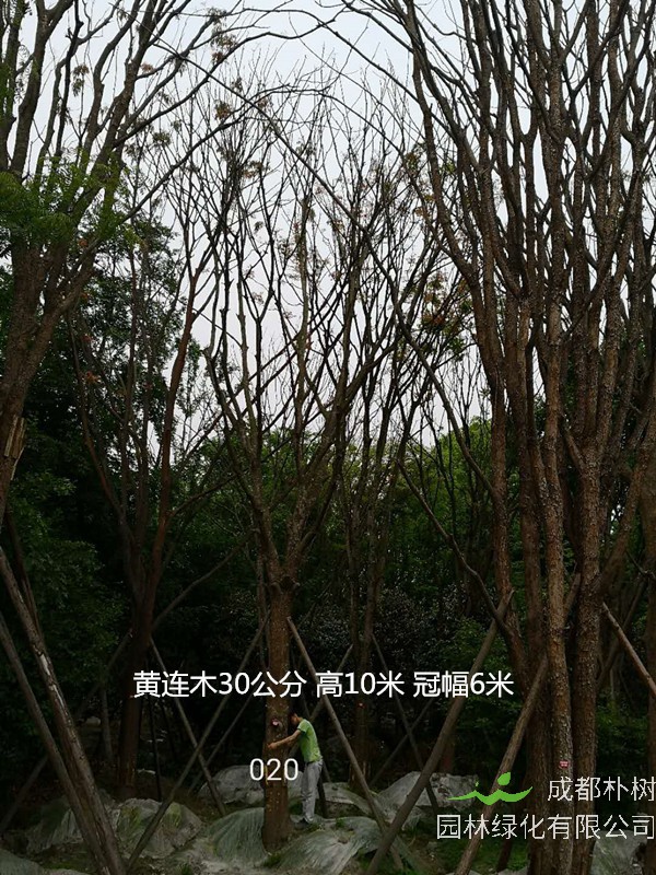 黄连木容器苗怎么养殖？