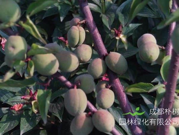 红梅的果实长什么样？能够吃吗？