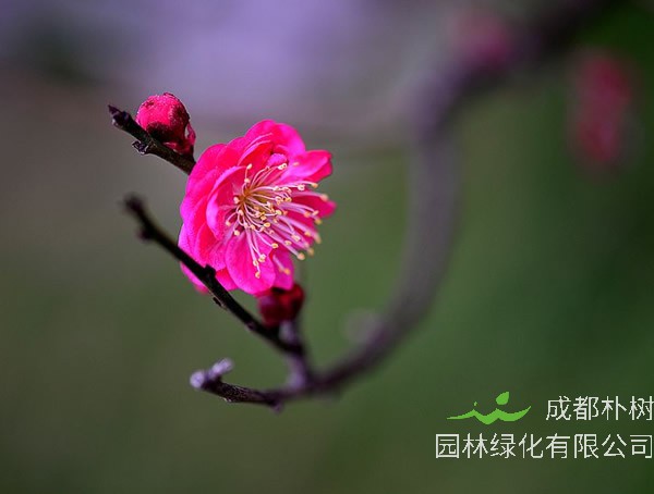 红梅的功效与作用有哪些?有什么使用方面的禁忌?