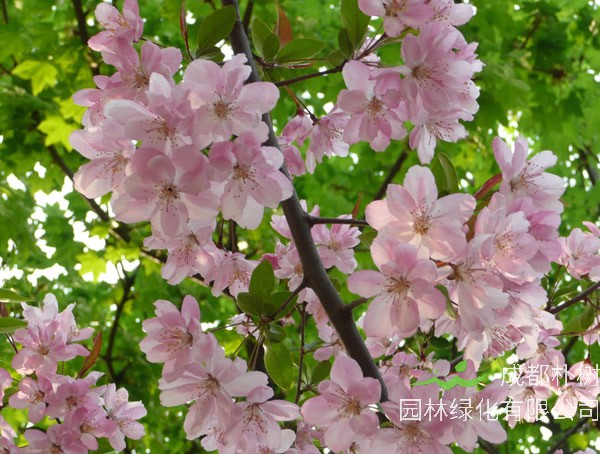 海棠的分类标准是什么?有哪些分类?