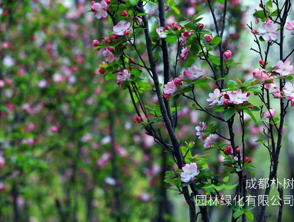 海棠的繁殖方法有几种？最有效的哪一种？