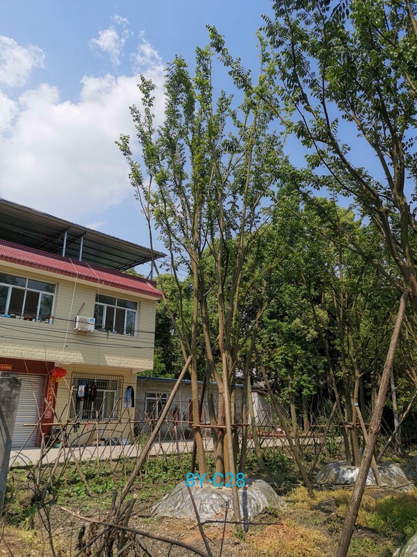 朴树会开花结果吗？