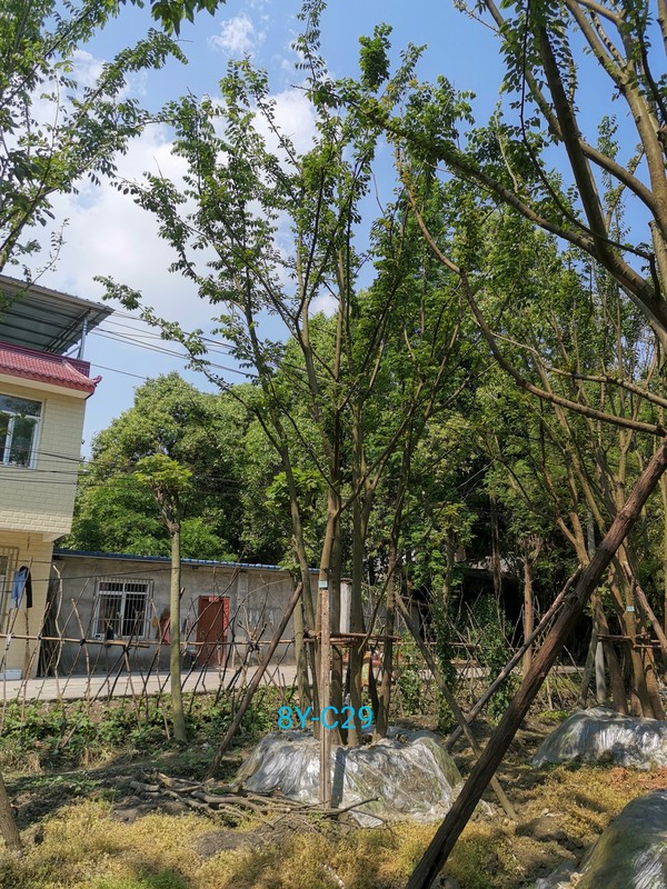 朴树扦插能活吗？