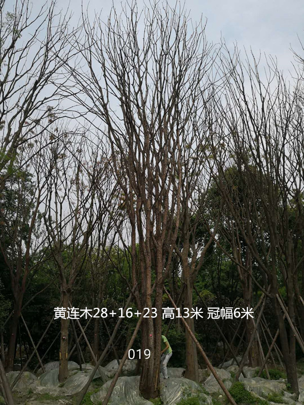 黄连木容易成活吗？