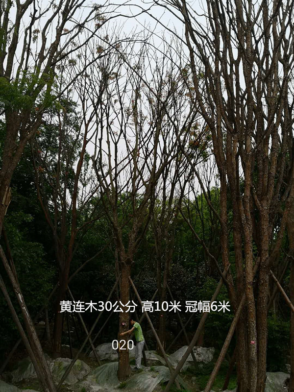 黄连木容器苗怎么养殖？