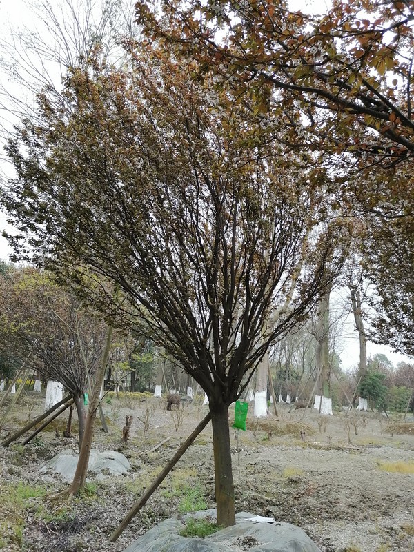 红叶李的形态特征是什么样的？