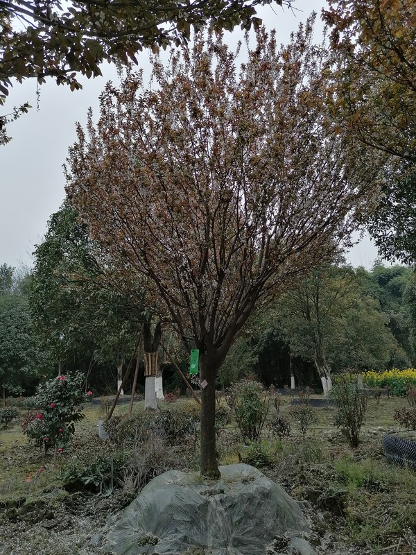 红叶李的拉丁学名是什么？