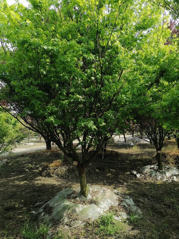 鸡爪槭的用途是什么？