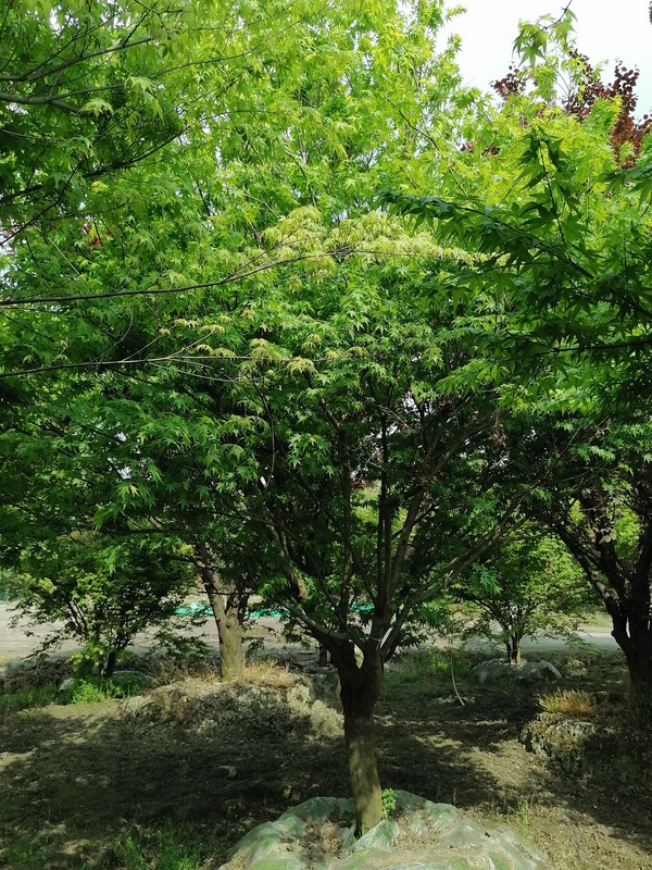 鸡爪槭的繁殖方式有哪些？怎样繁殖效益最好？