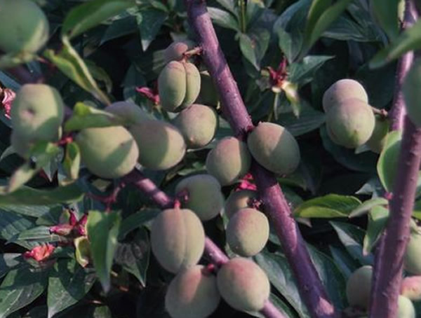 红梅的果实长什么样？能够吃吗？