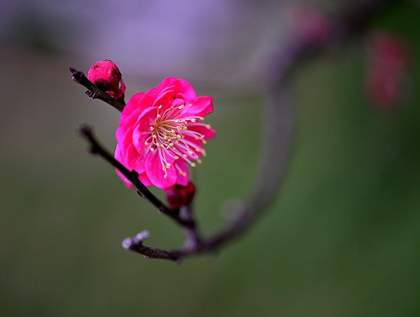 红梅的功效与作用有哪些？有什么使用方面的禁忌？