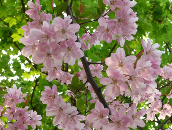 海棠的分类标准是什么？有哪些分类？