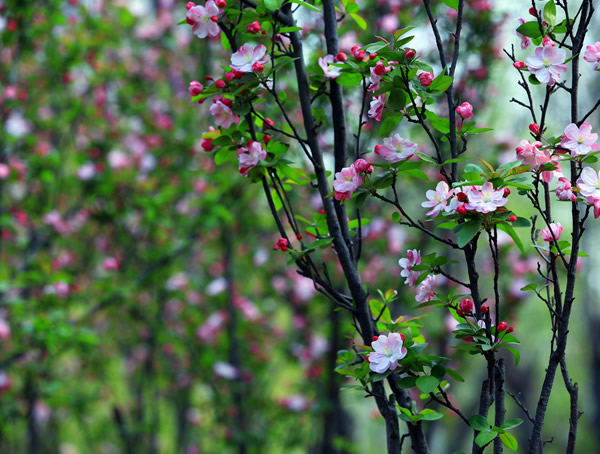 海棠的繁殖方法有几种？最有效的哪一种？