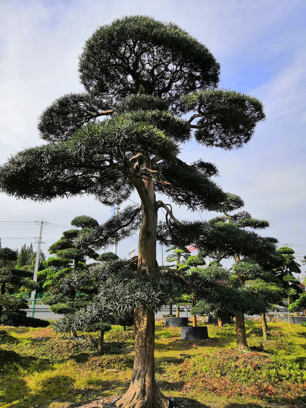 罗汉松最好的生长期在几月份？