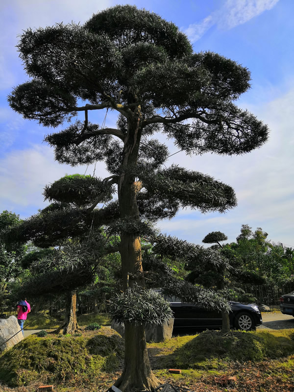 罗汉松的生长周期是怎样的？掌握了这个特点就种出更好的罗汉松